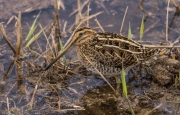 Becadell comú (Gallinago gallinago)