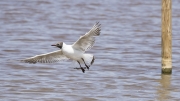 Gavina vulgar  (Larus ribibundus)