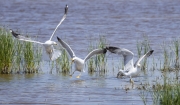 Gavià de potes grogues  (Larus michahellis)