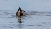 Ánecs collverd (Anas platyrhynchos)