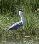 Bernat pescaire (Ardea cinerea)