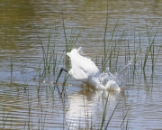 Martinet blanc (Egretta garzetta)