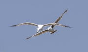 Gavià de potes grogues  (Larus michahellis)