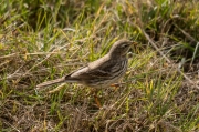 Titella  (Anthus pratensis)