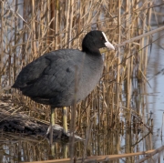 Fotja vulgar (Fulica atra)