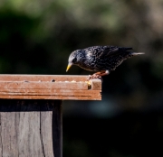 Estornell vulgar  (Sturnus  vulgaris)