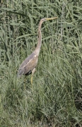 Agró roig (Ardea purpurea)