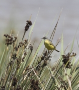 Cuereta groga (Motacilla flava)