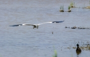 Bernat pescaire (Ardea cinerea)