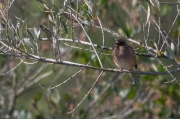 Pinsà comú (Fringilla coelebs)