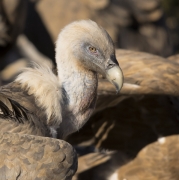 Voltor comú (Gyps fulvus)