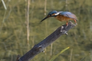 Blauet  (Alcedo attis)