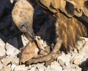 Voltor comú (Gyps fulvus)