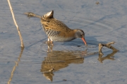 Rascló  (Rallus aquaticus)