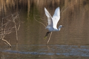 Martinet blanc (Egretta garzetta)