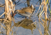 Rascló  (Rallus aquaticus)