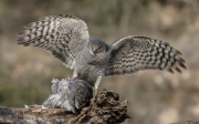 Esparver vulgar (Accipiter nisus )