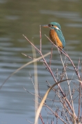 Blauet  (Alcedo atthis)