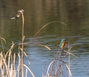 Blauet  (Alcedo atthis)