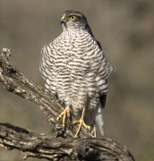 Esparver vulgar (Accipiter nisus )