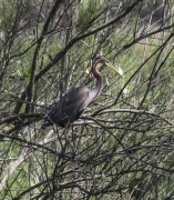 Agró roig (Ardea purpurea)