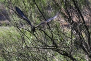 Agró roig (Ardea purpurea)