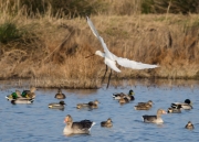 Becplaner  (Platalea leucorodia)