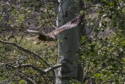 Arpella vulgar (Circus aeruginosus)