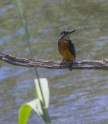 Blauet  (Alcedo atthis)