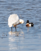 Becplaner  (Platalea leucorodia)