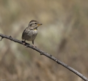 Pardal roquer (Petronia petronia