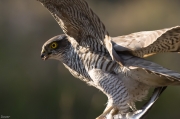 Esparver vulgar (Accipiter nisus )