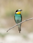 Abellerol (Merops apiaster)