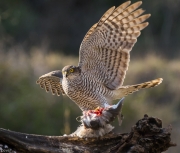 Esparver vulgar (Accipiter nisus )