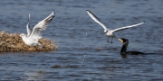 Gavina vulgar  (Larus ribibundus)