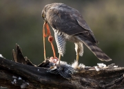 Esparver vulgar (Accipiter nisus )