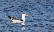 Gavià de potes grogues  (Larus michahellis)