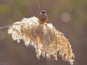 Bec de corall senegalès (Estrilda astrild)