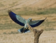 Gaig blau (Coracias garrulus)