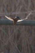 Blauet  (Alcedo atthis)