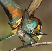 Abellerol (Merops apiaster)