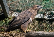 Alligot comú (Buteo buteo)