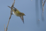 Mosquiter comú  ( Phylloscopus collybita)