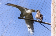 Astor (Accipiter gentilis)