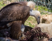 Voltor comú (Gyps fulvus)