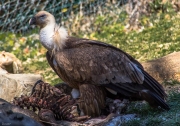 Voltor comú (Gyps fulvus)