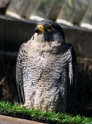 Falcó pelegrí  (Falco peregrinus)