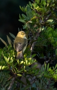 Mosquiter comú (Phylloscopus collybita)