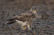 Aligot comú (Buteo buteo)