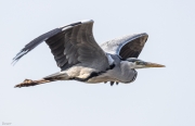 Bernat pescaire (Ardea cinerea)